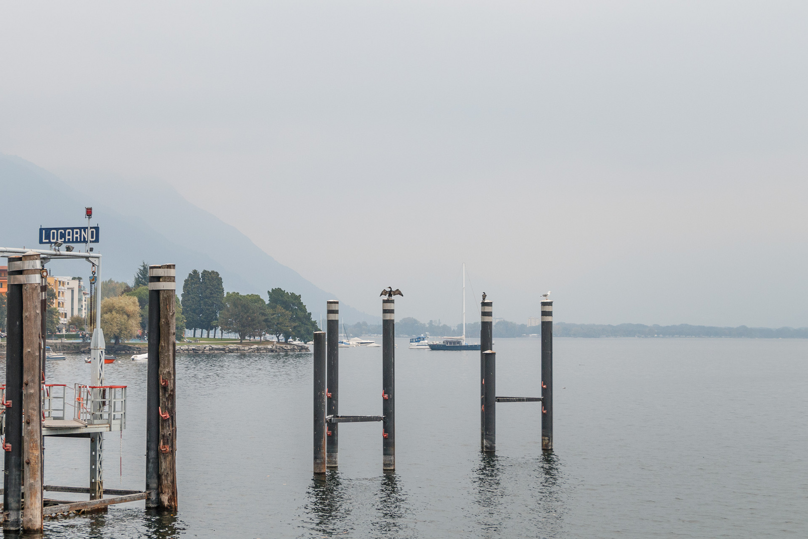 Kormoran am Lago Maggiore