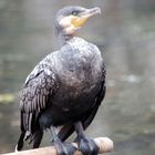 Kormoran am Li-Fluss