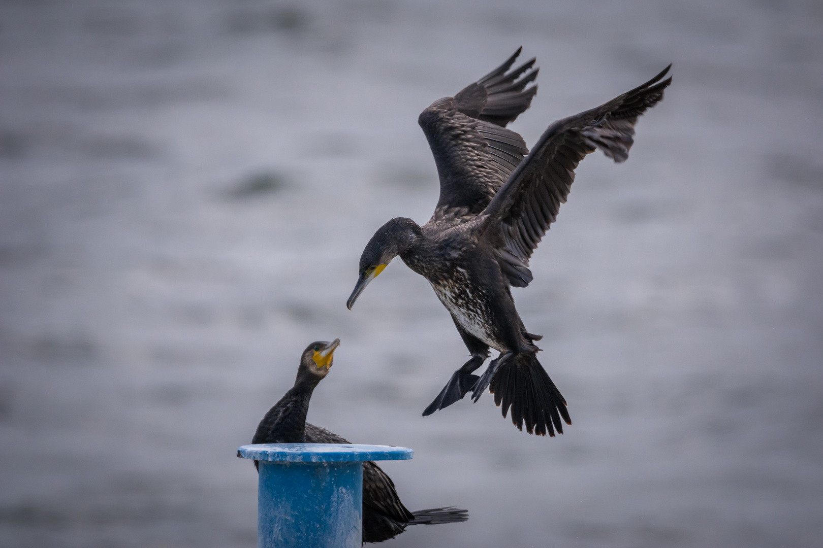 Kormoran am Meer 2