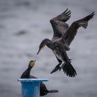 Kormoran am Meer 2