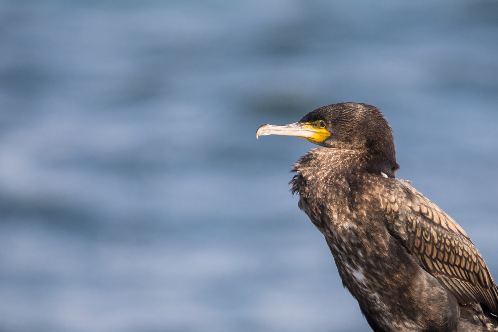 Kormoran am Meer