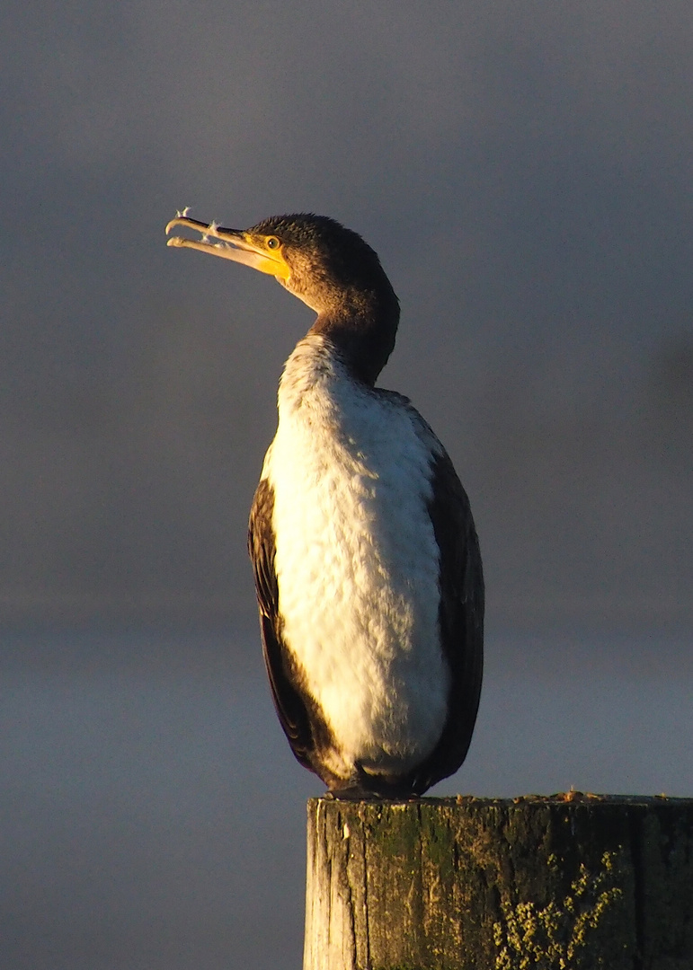 Kormoran am Morgen 2