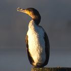 Kormoran am Morgen 2