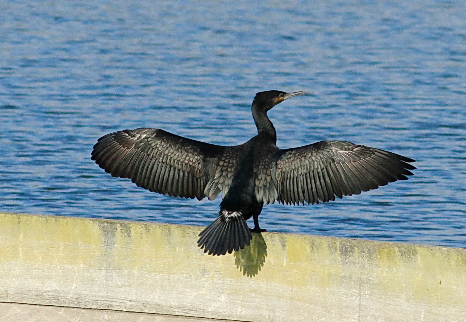 Kormoran am Morgen