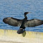 Kormoran am Morgen