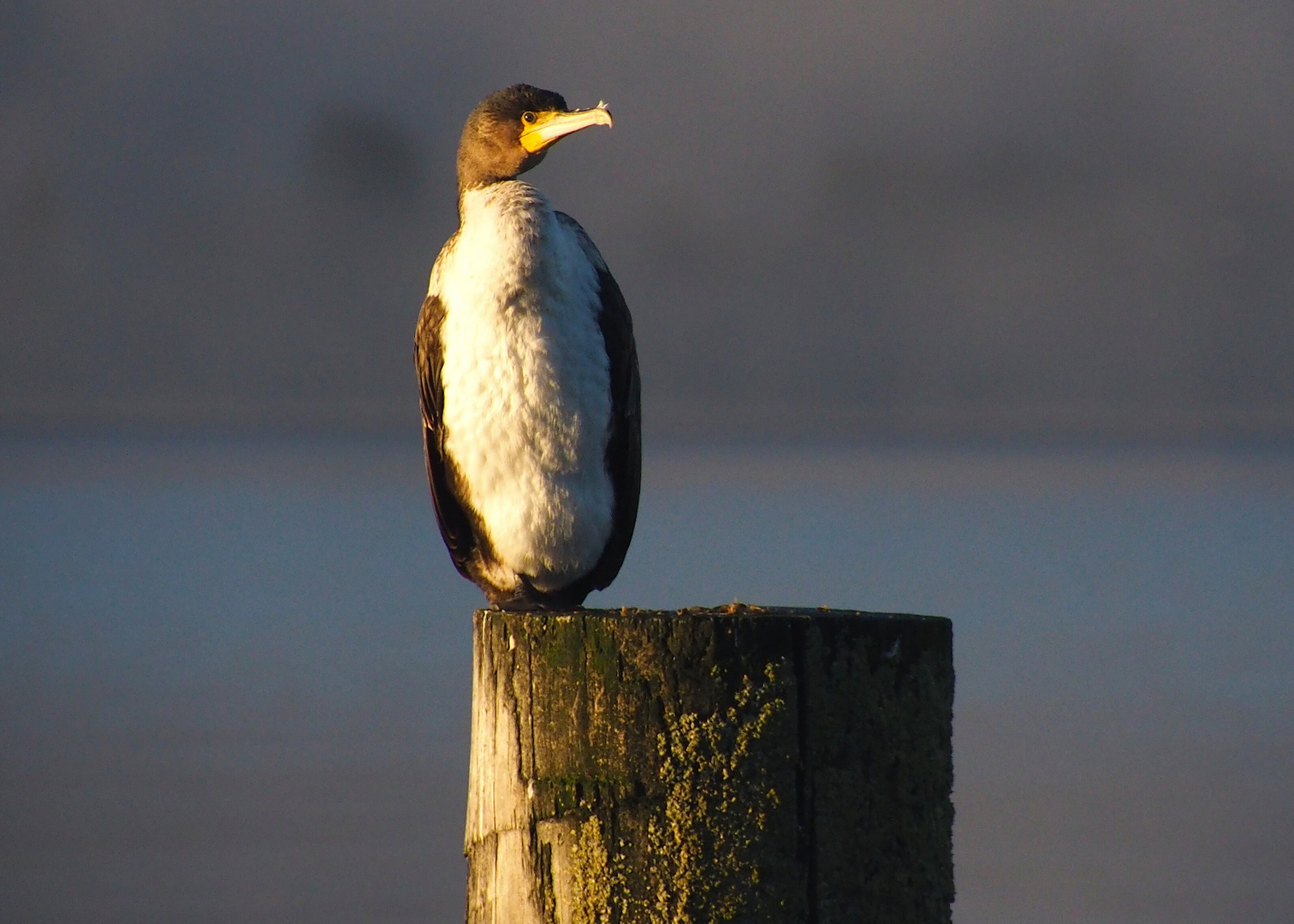 Kormoran am Morgen