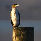 Kormoran am Morgen