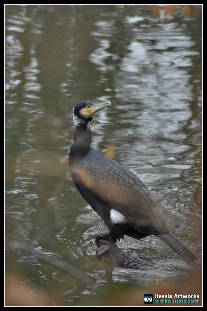 Kormoran am Mühlgraben - Halle/Saale.