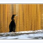 Kormoran am Neckar