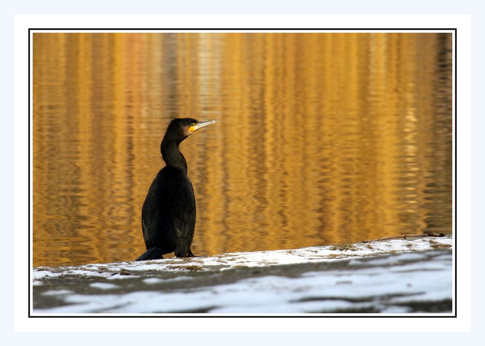 Kormoran am Neckar