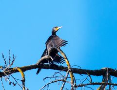 Kormoran am Neckar