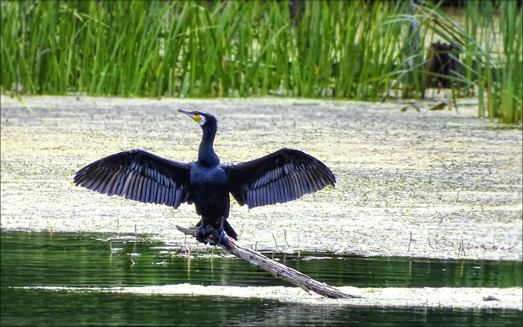 Kormoran am Okrifteler See