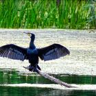 Kormoran am Okrifteler See