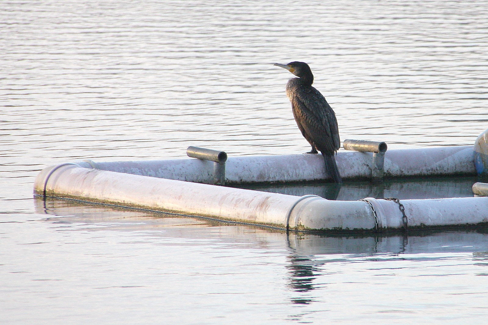 Kormoran am Padersee