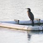 Kormoran am Padersee