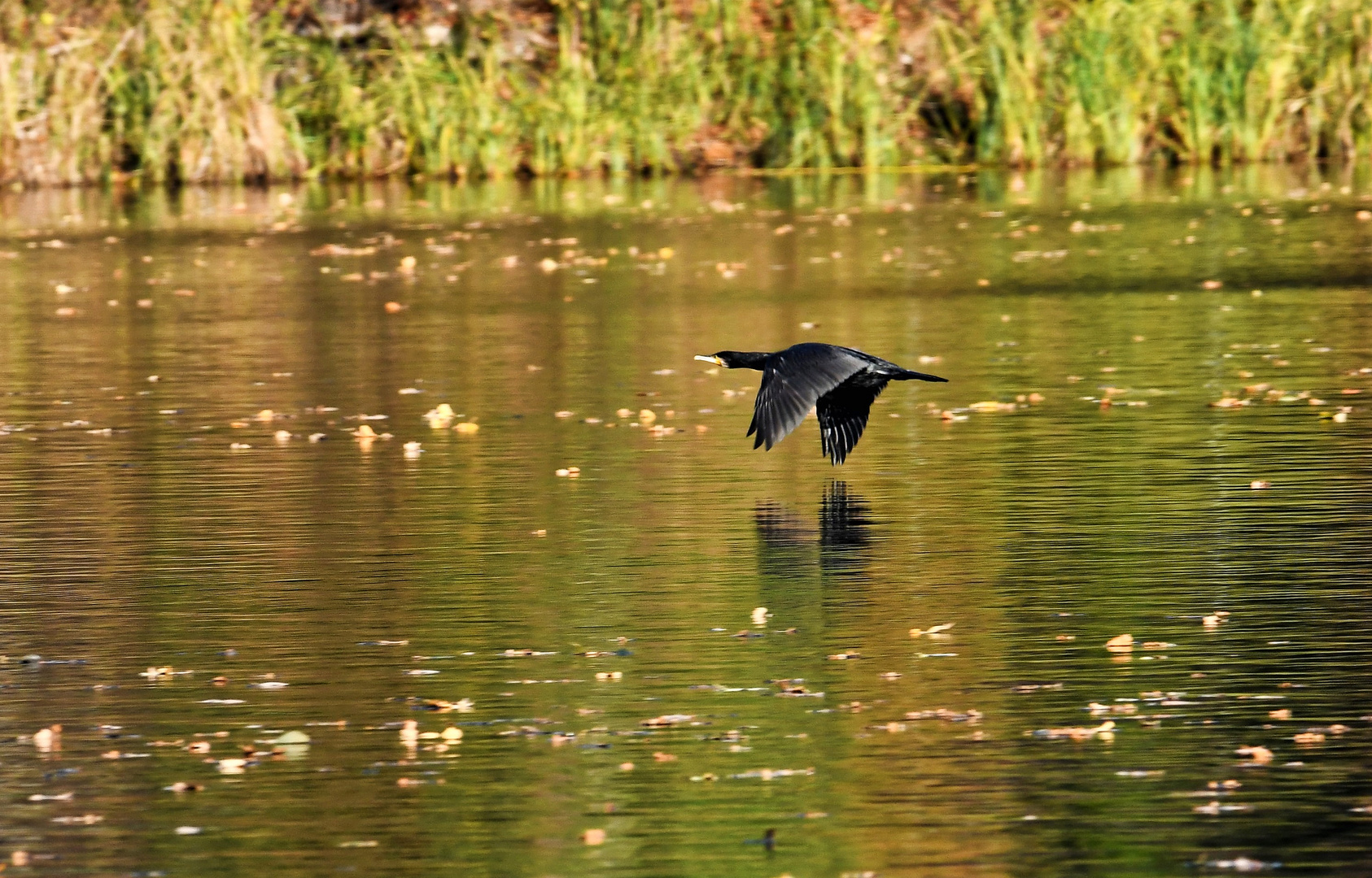 Kormoran am Plessower See II