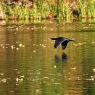 Kormoran am Plessower See II