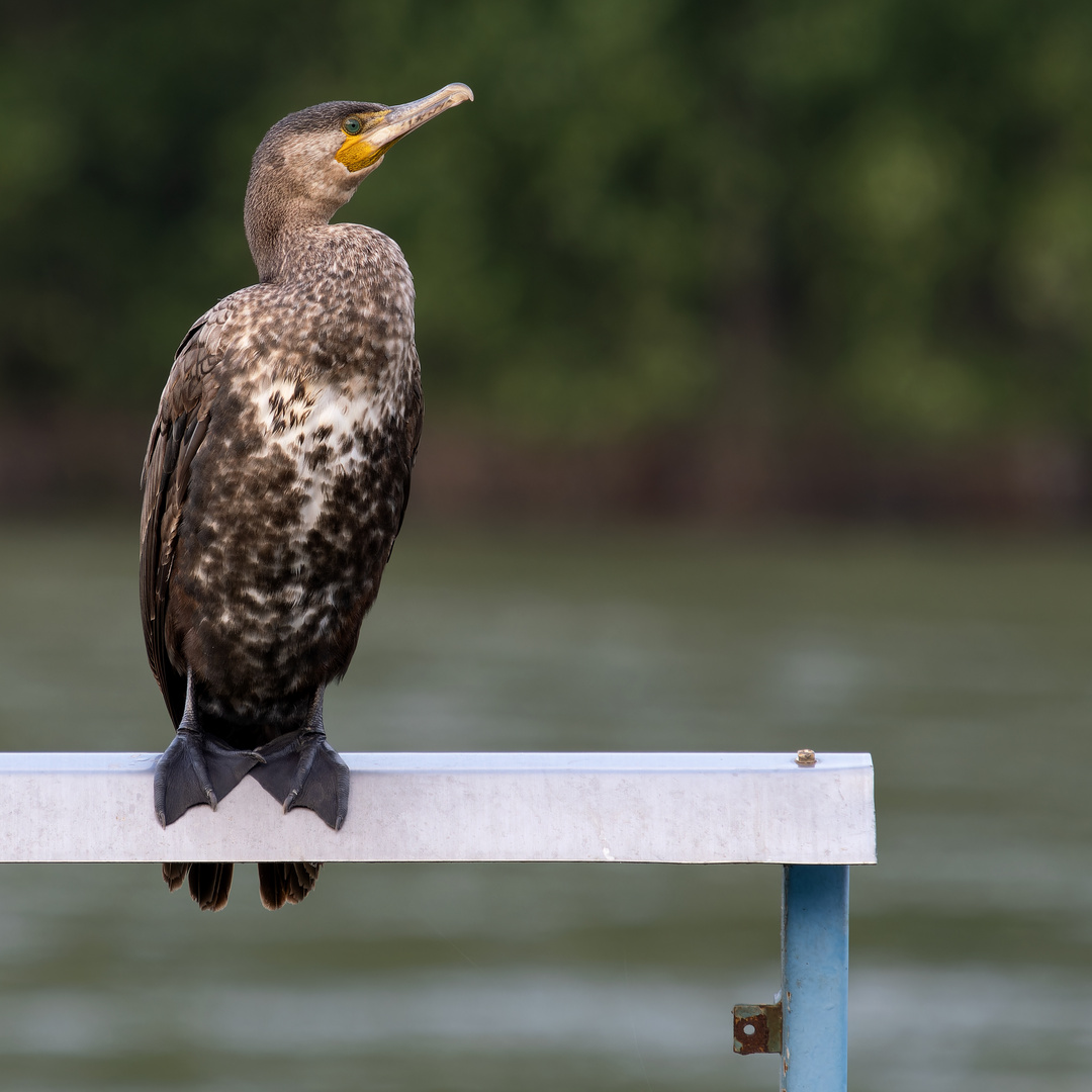 Kormoran am Rhein