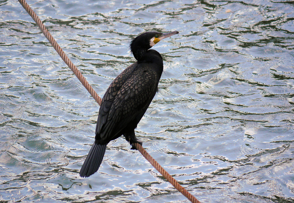 Kormoran am Rhein