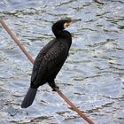 Kormoran am Rhein