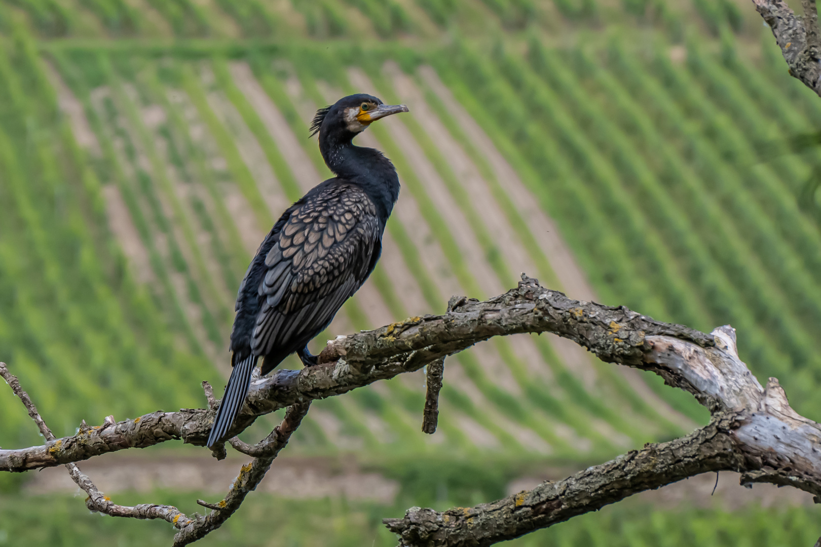 Kormoran am Rhein