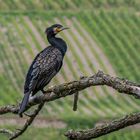 Kormoran am Rhein