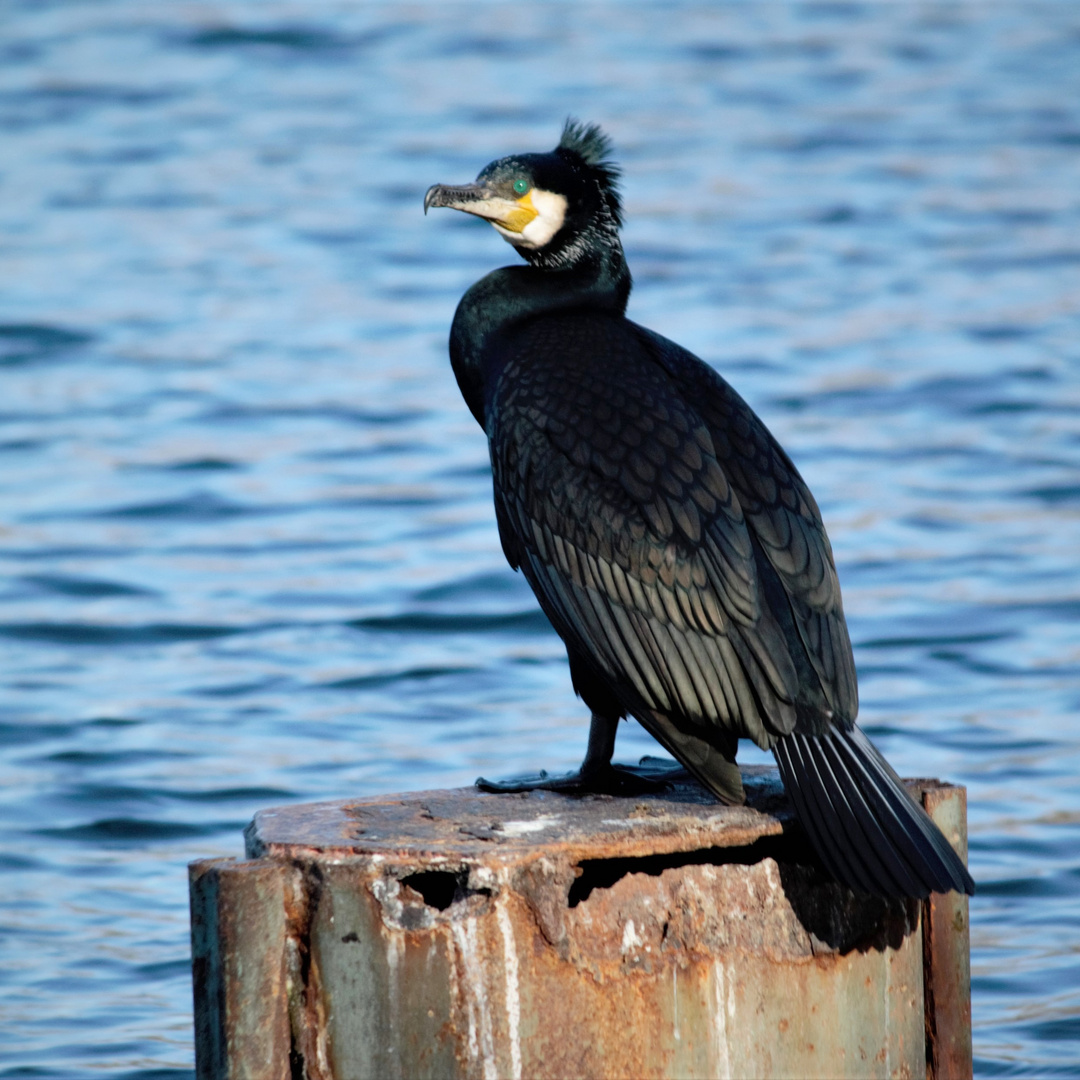 Kormoran am Schäfersee