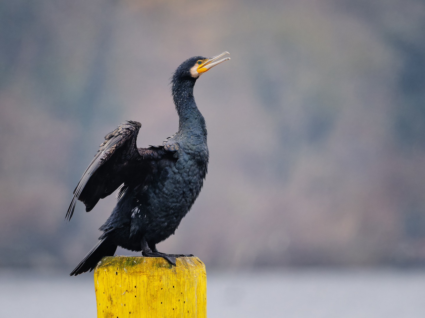 Kormoran am Schiffsanleger