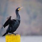 Kormoran am Schiffsanleger