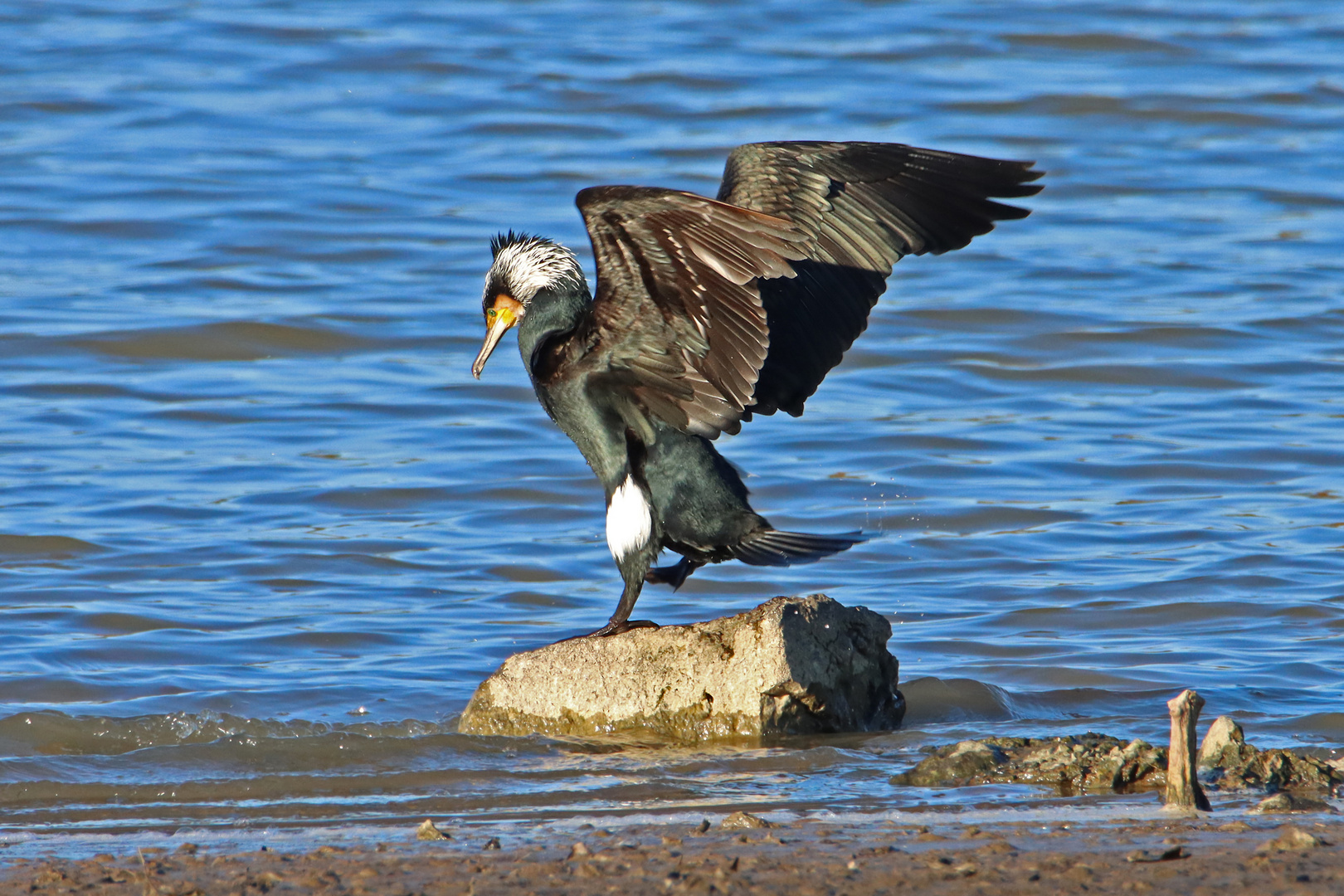 Kormoran am See