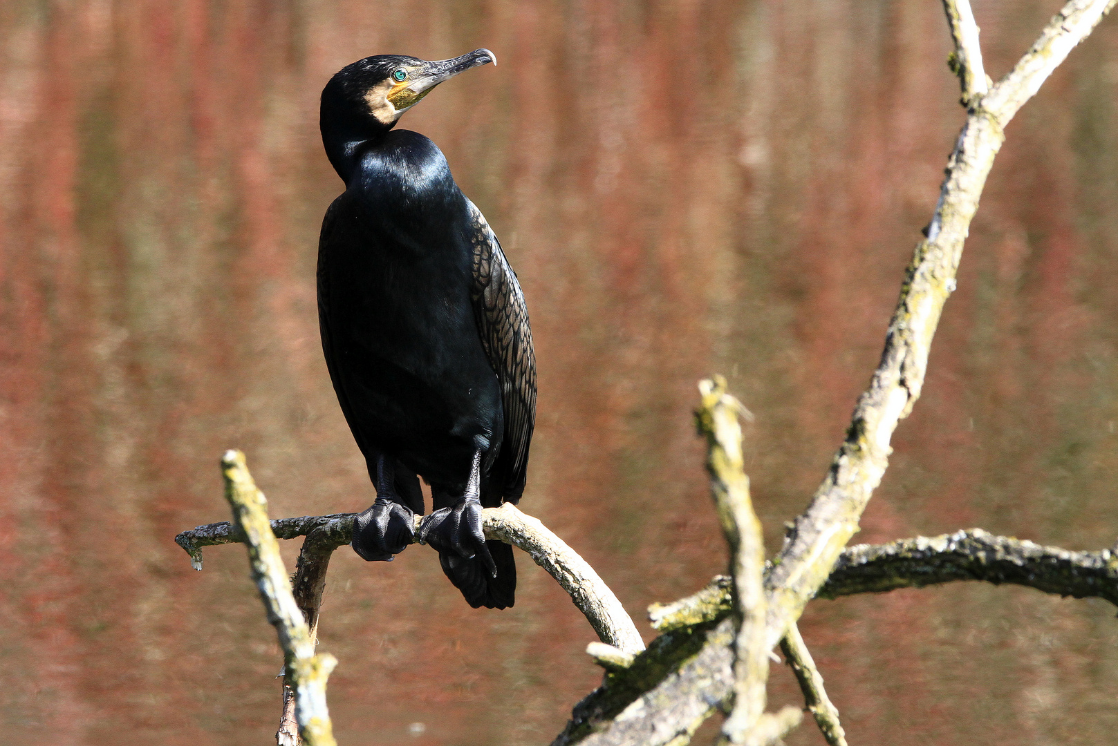 Kormoran am See