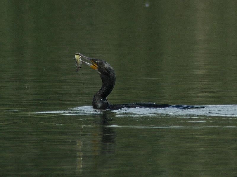 kormoran am silbersee...