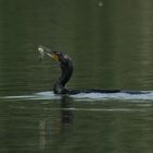 kormoran am silbersee...