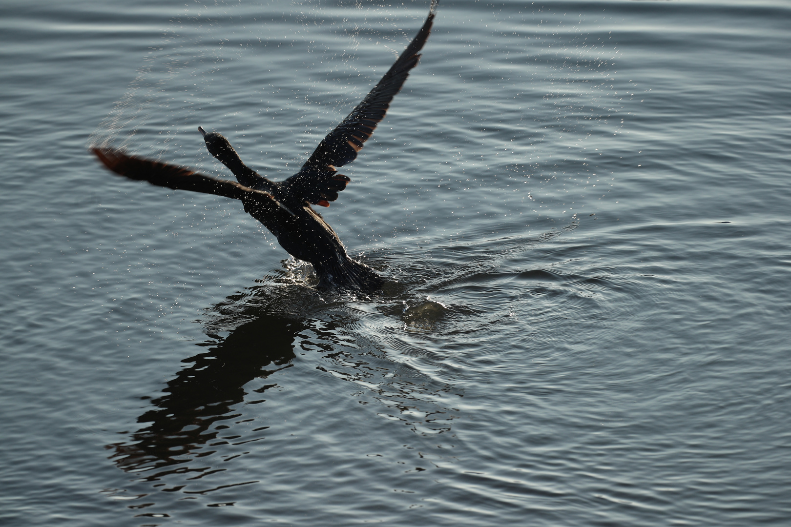 Kormoran am Starten