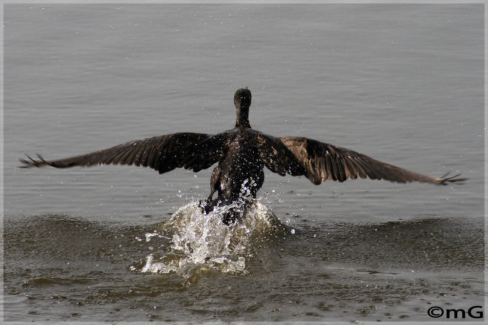 Kormoran am Starten