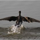 Kormoran am Starten