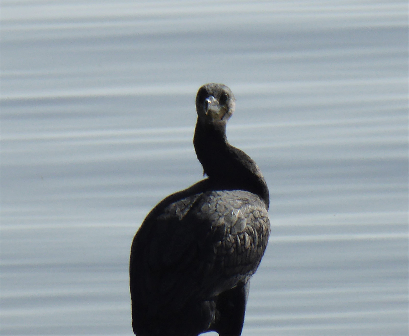 Kormoran am Stettiner Haff