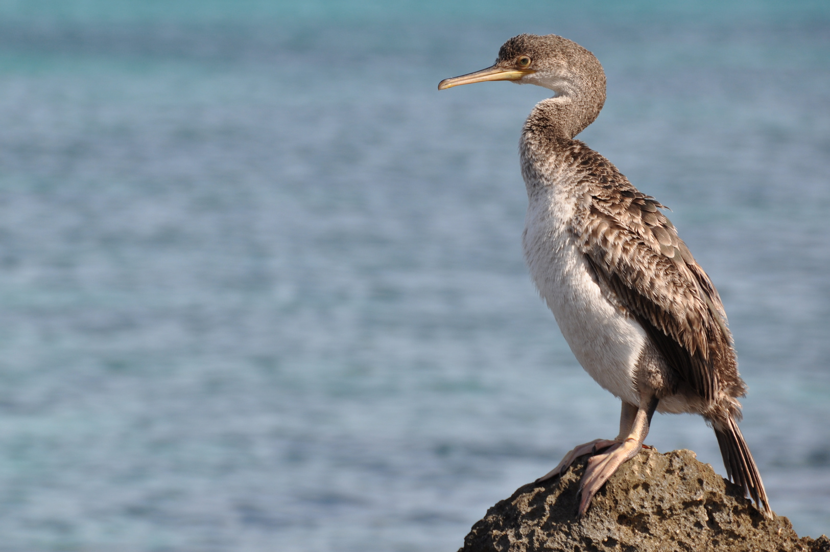 Kormoran am Strand