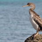 Kormoran am Strand