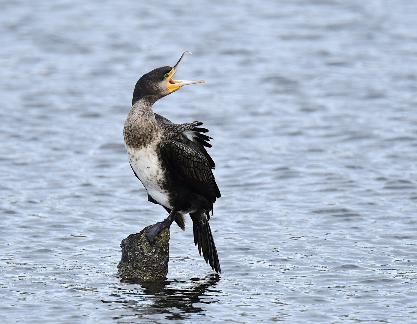 Kormoran am Südlichen Golf von Euböa