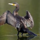 Kormoran am Trocknen