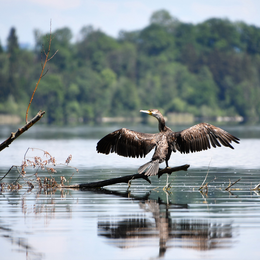 Kormoran am Waginger see