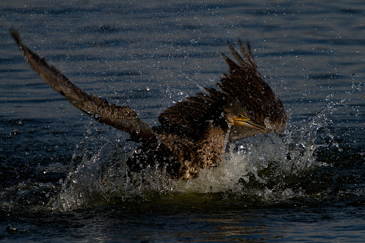 Kormoran am Warnker See