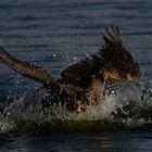 Kormoran am Warnker See