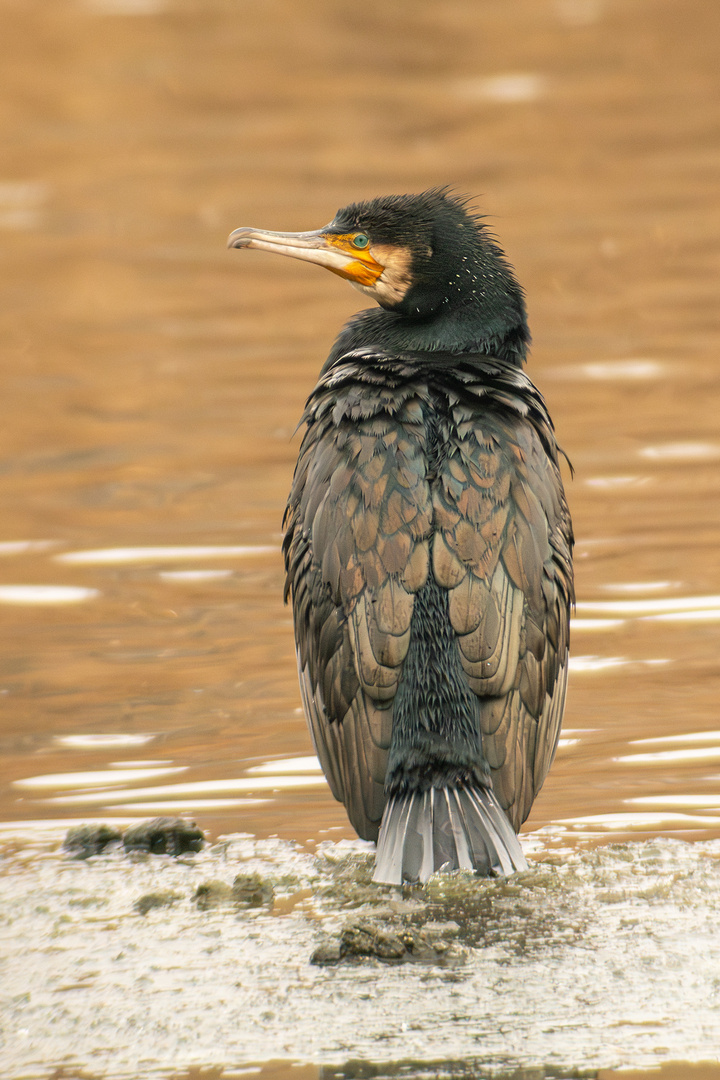 Kormoran am Wasserloch