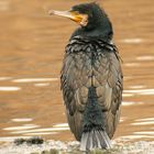 Kormoran am Wasserloch