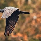 Kormoran am Weiher