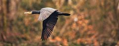 Kormoran am Weiher