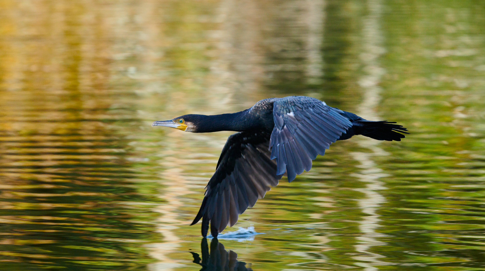 Kormoran am Weiher