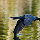 Kormoran am Weiher